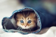 大懒猫娱乐八卦爆料吃瓜,娱乐圈最新八卦大揭秘！