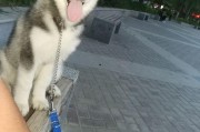娱乐吃瓜酱二哈,揭秘娱乐圈那些不为人知的幕后故事